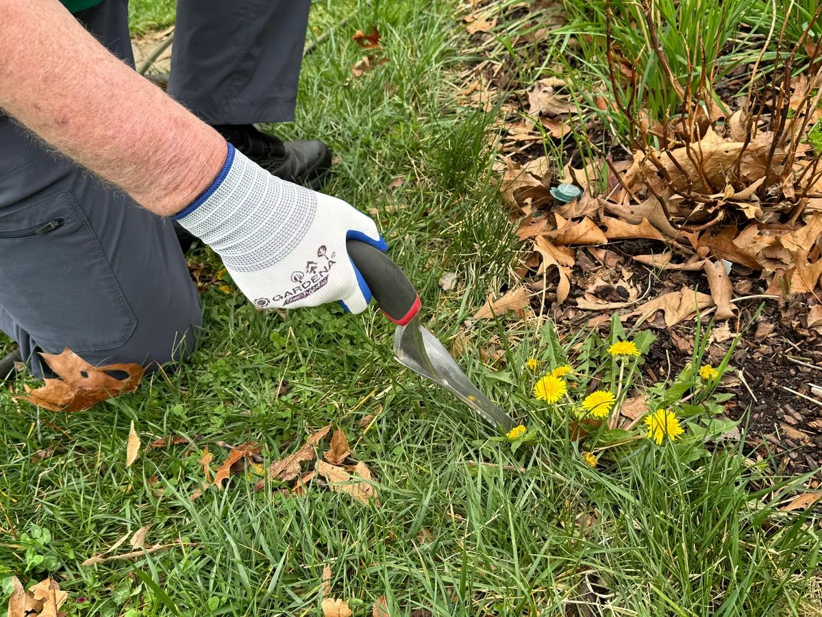 dandelion weeder tool