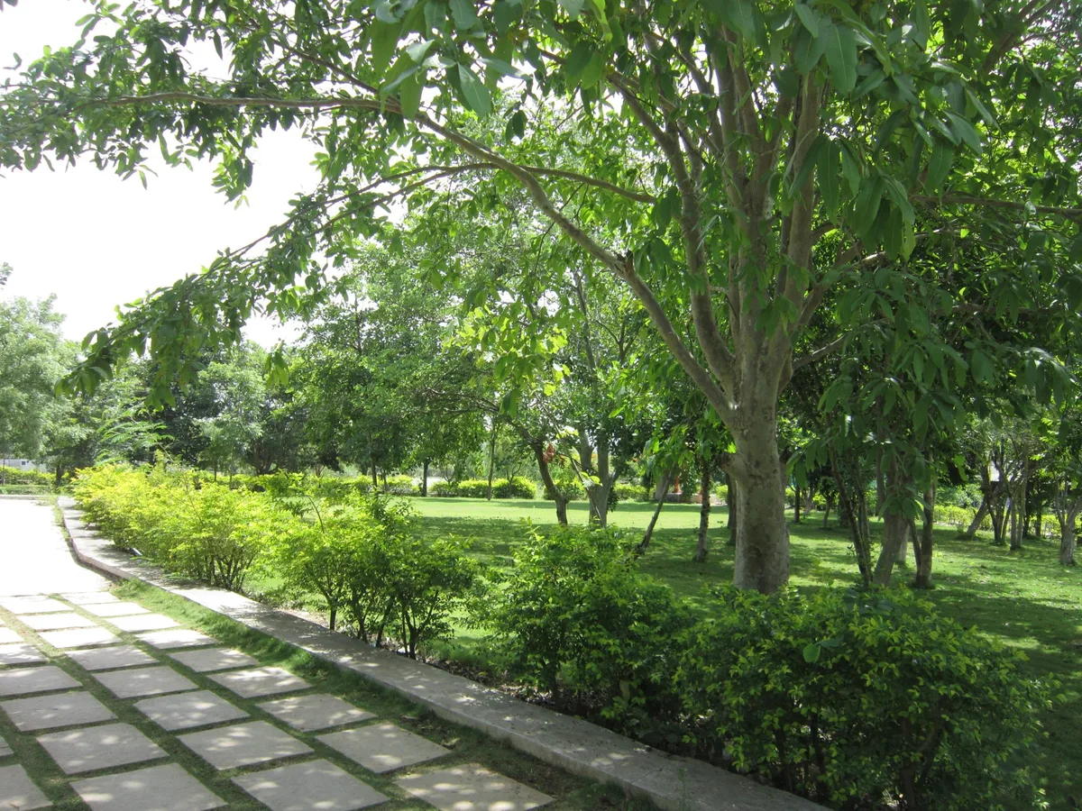 dappled shade vs deep shade