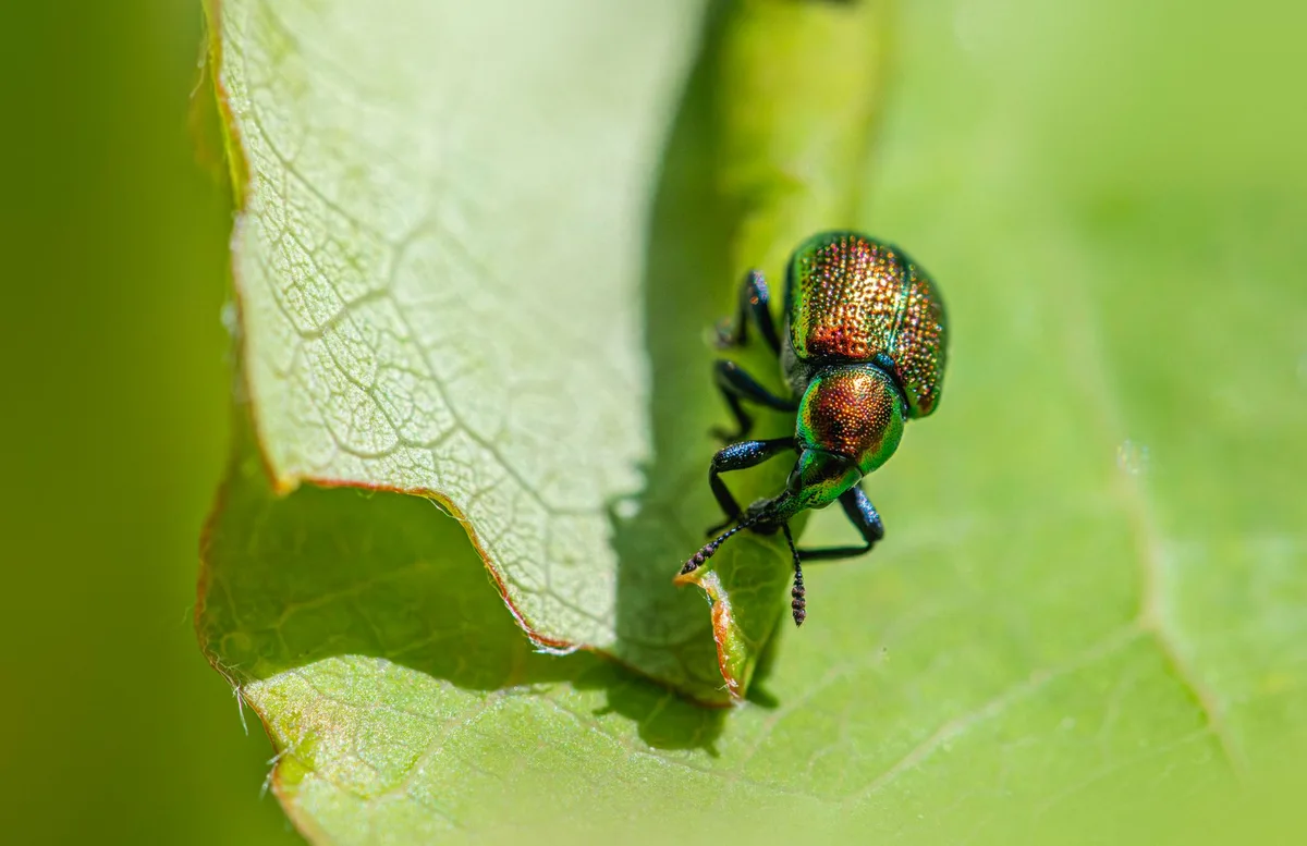 decision tree pest identification