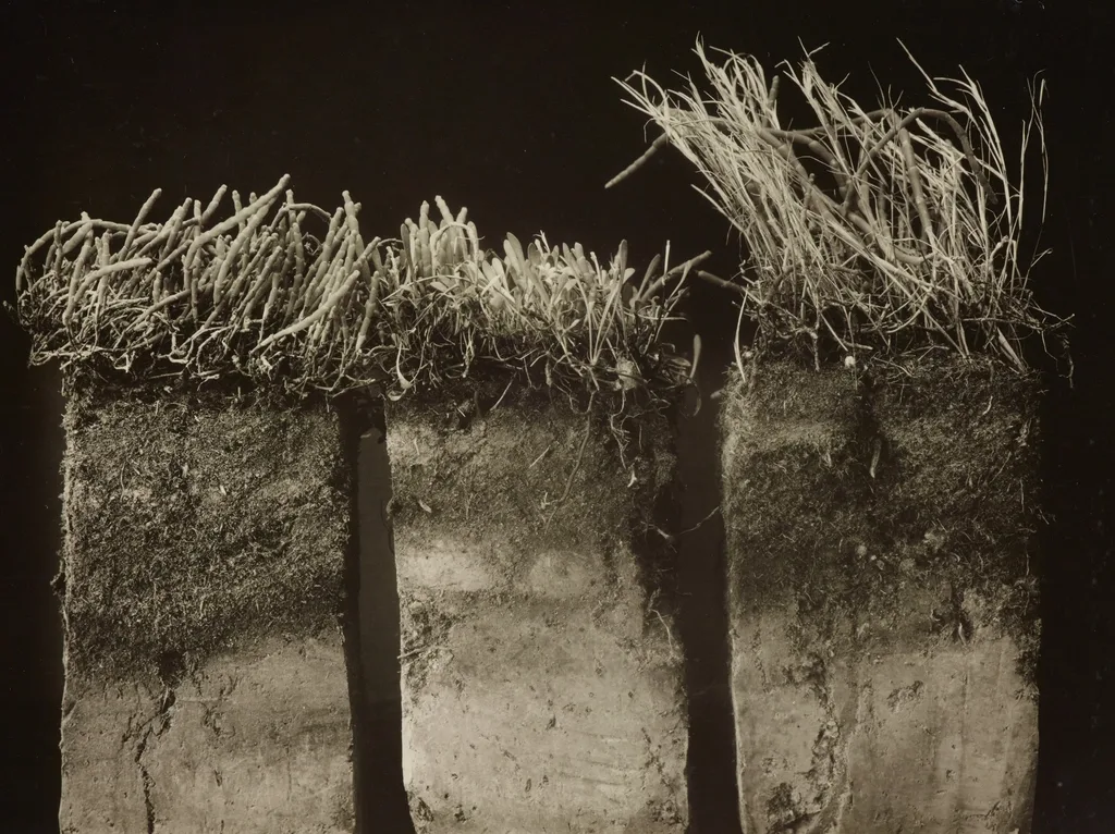 deep root hydration lawn