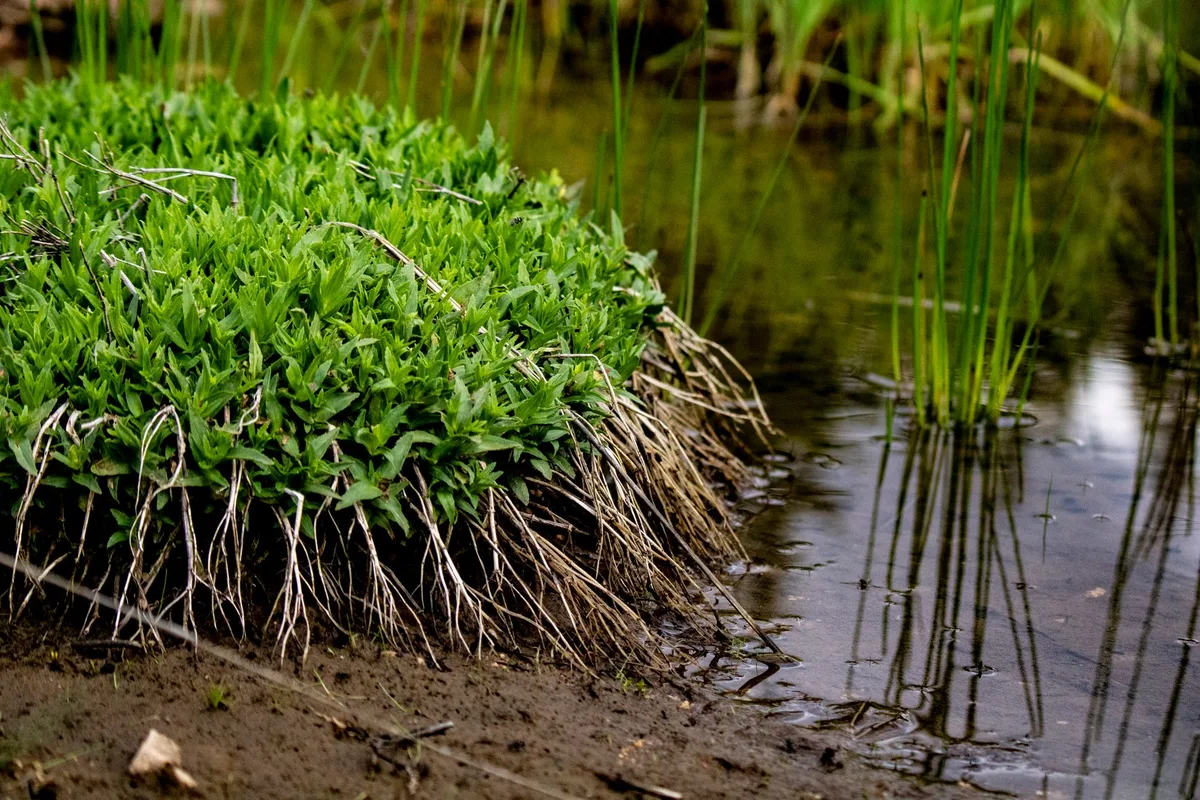 Deep vs shallow root system diagram