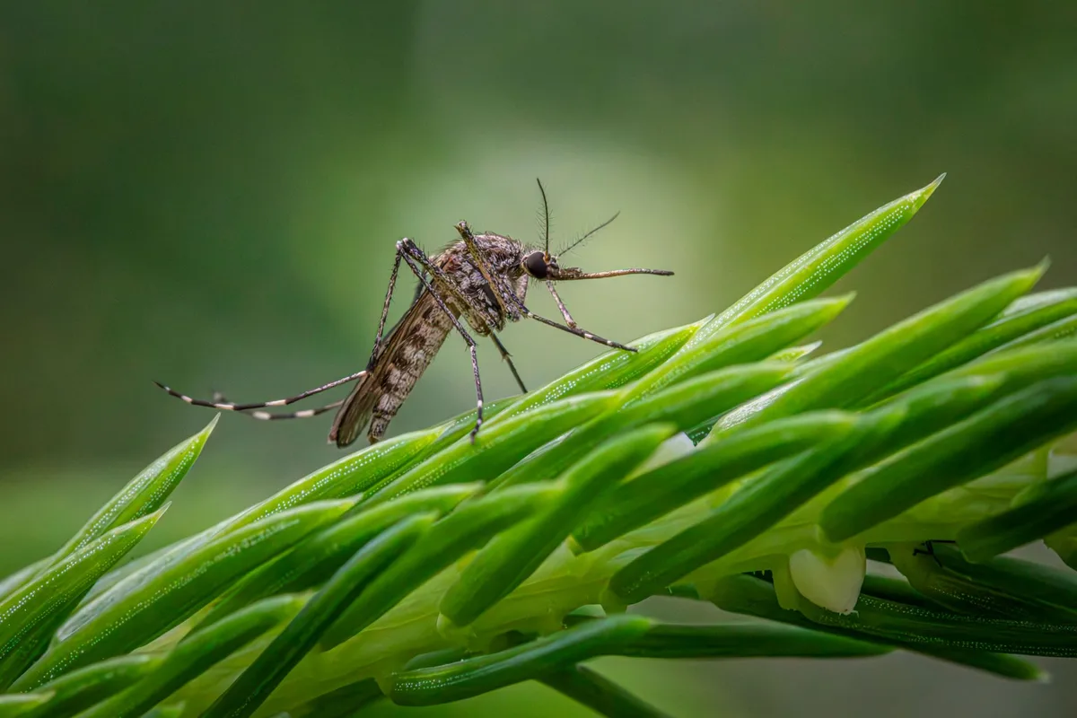DEET concentration protection time