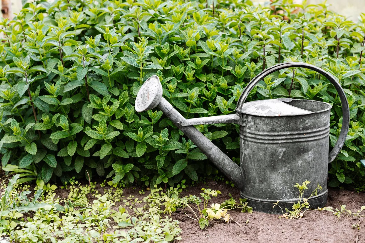 diatomaceous earth application