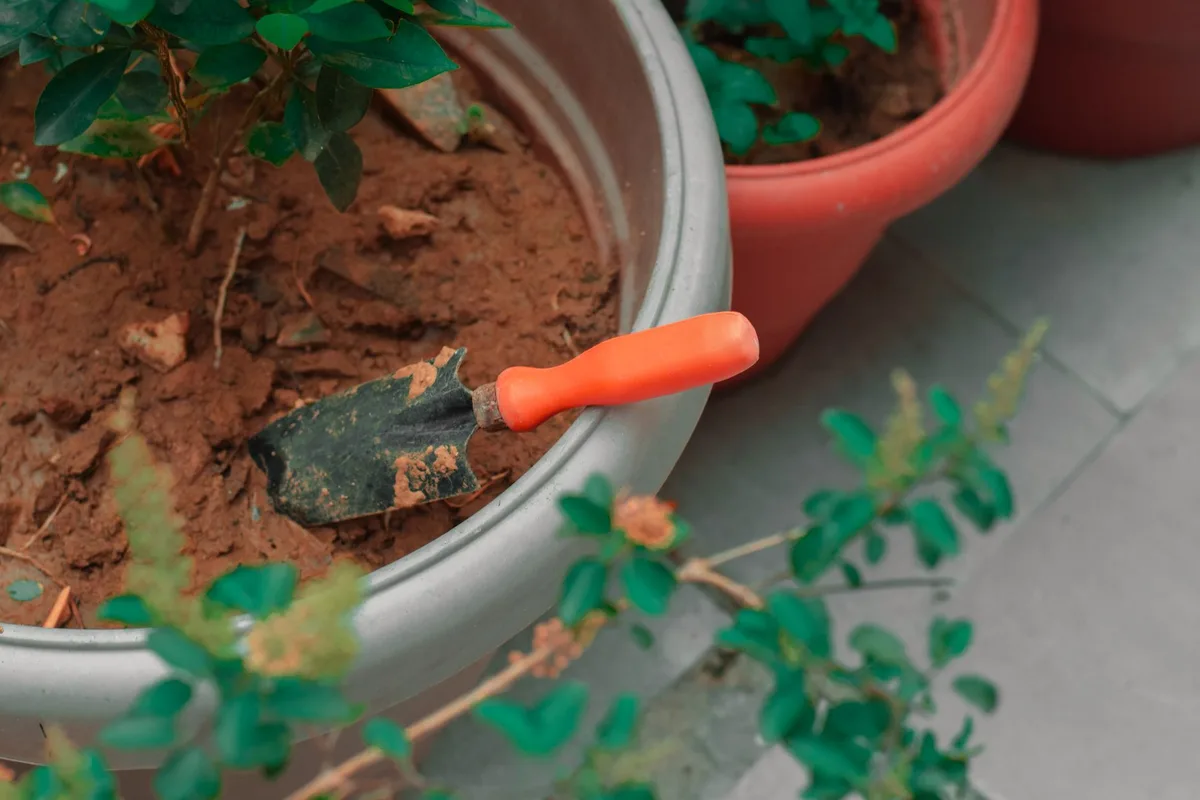 diatomaceous earth ring around plant base