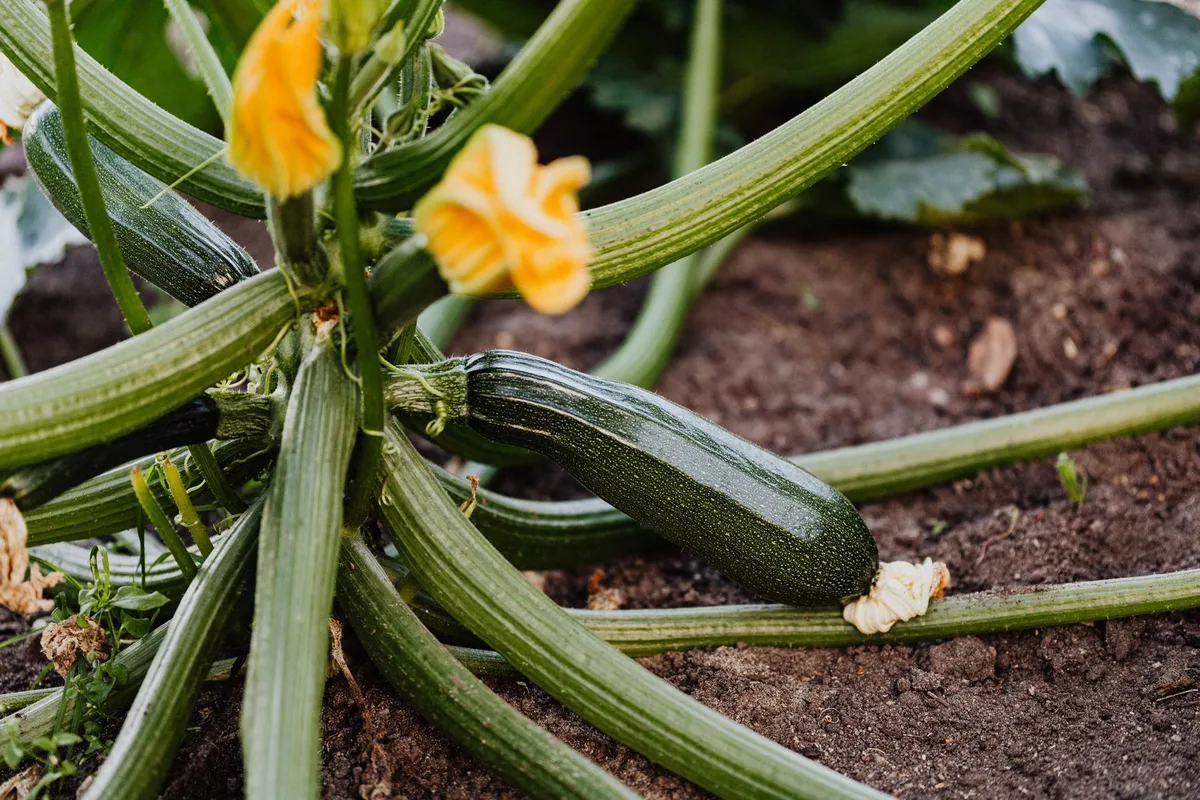 diatomaceous earth squash stem