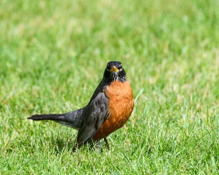 Do Birds Eat Lawn Grubs