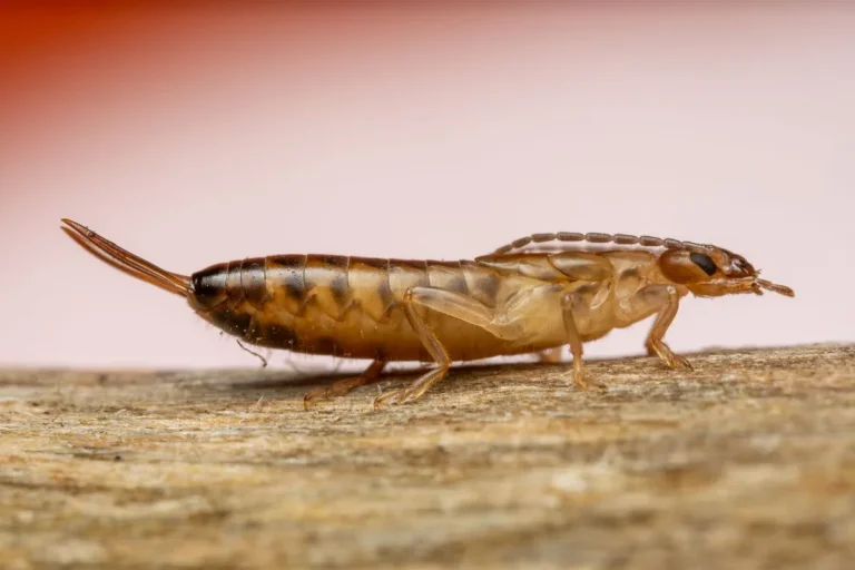 Do Earwigs Harm Plants