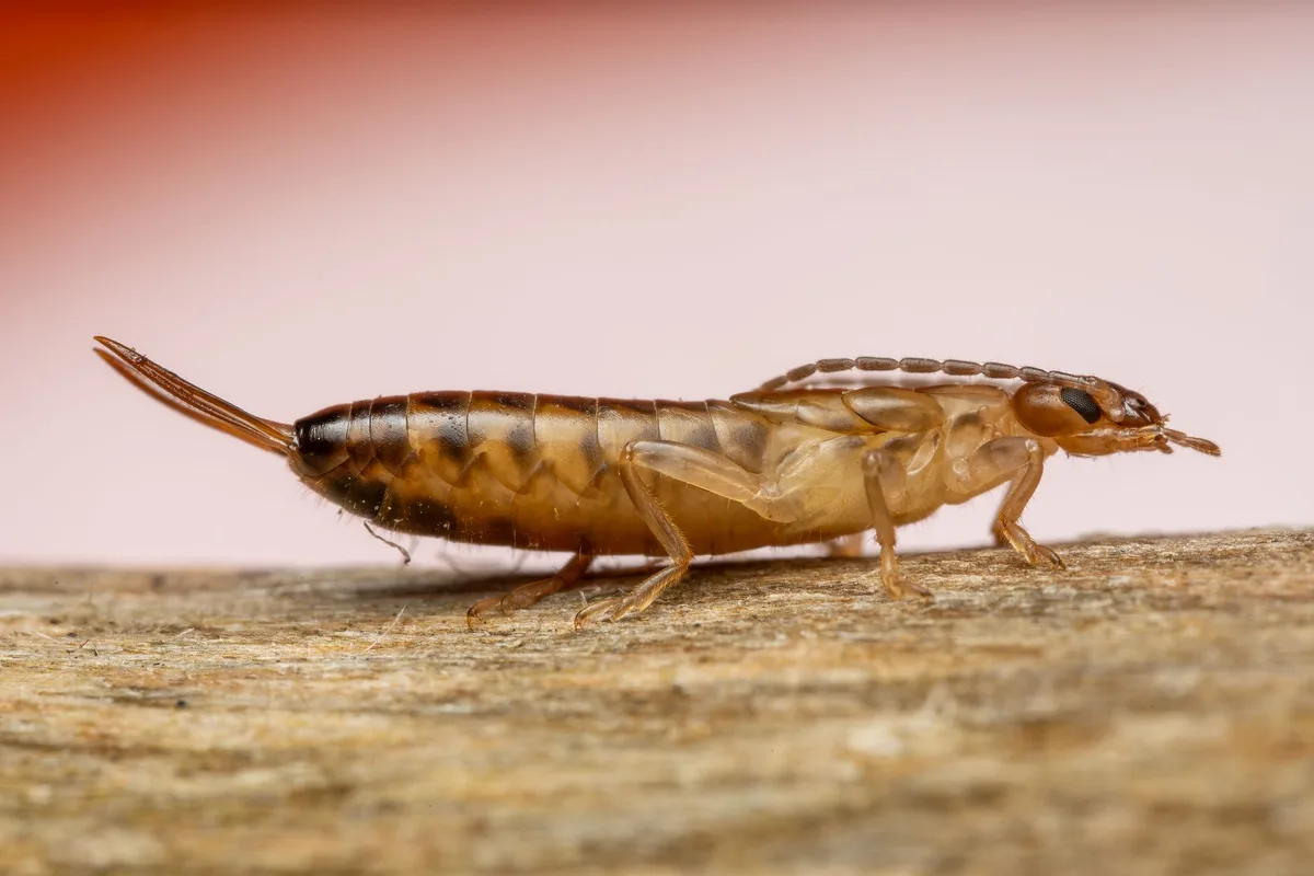 Do Earwigs Harm Plants