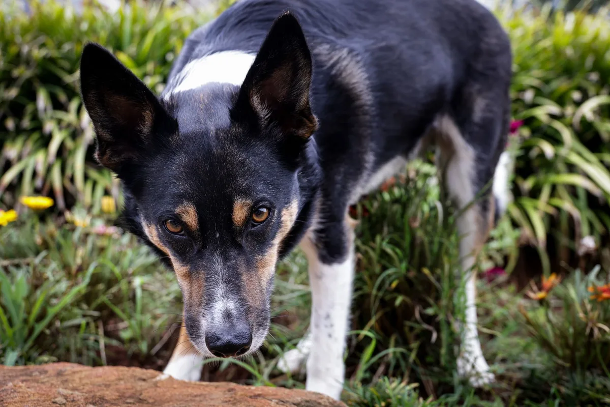 dog eating beetles