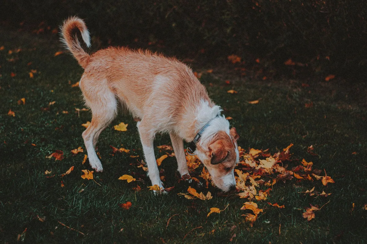 dog eating grass pesticide warning
