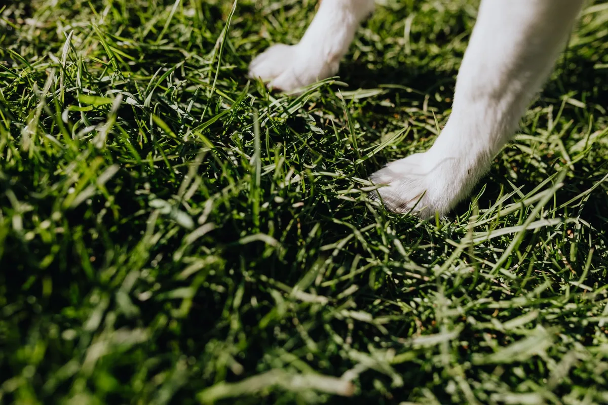 dog paw close up grass