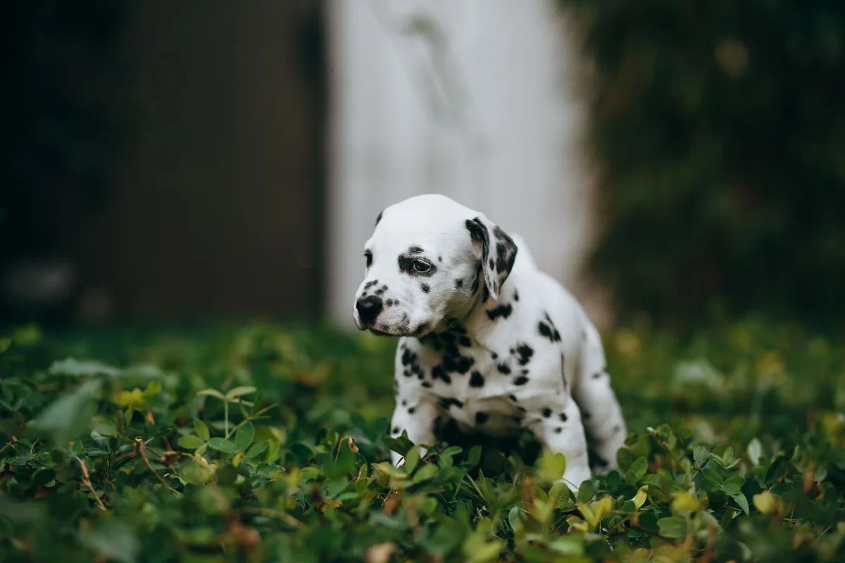 dog urine spot grass