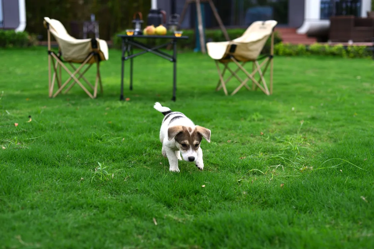 dog urine spot vs lawn fungus