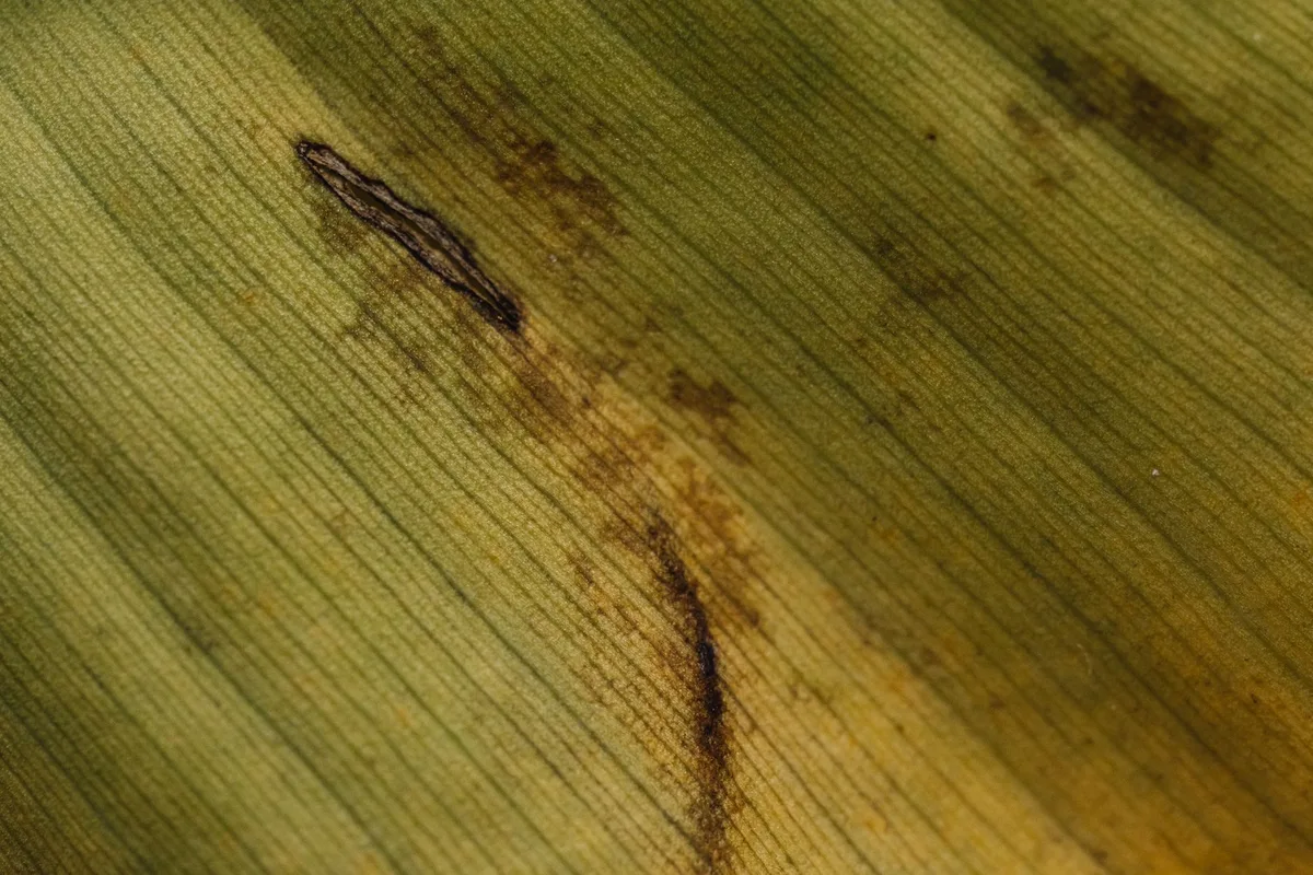 dollar spot lesions