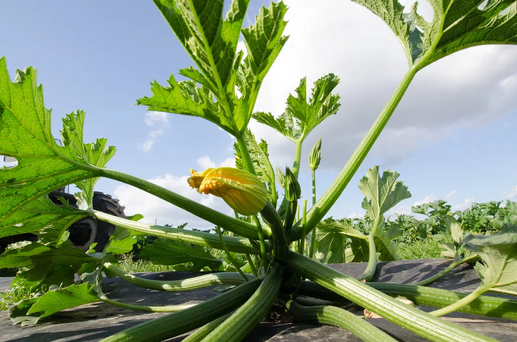 drip irrigation system
