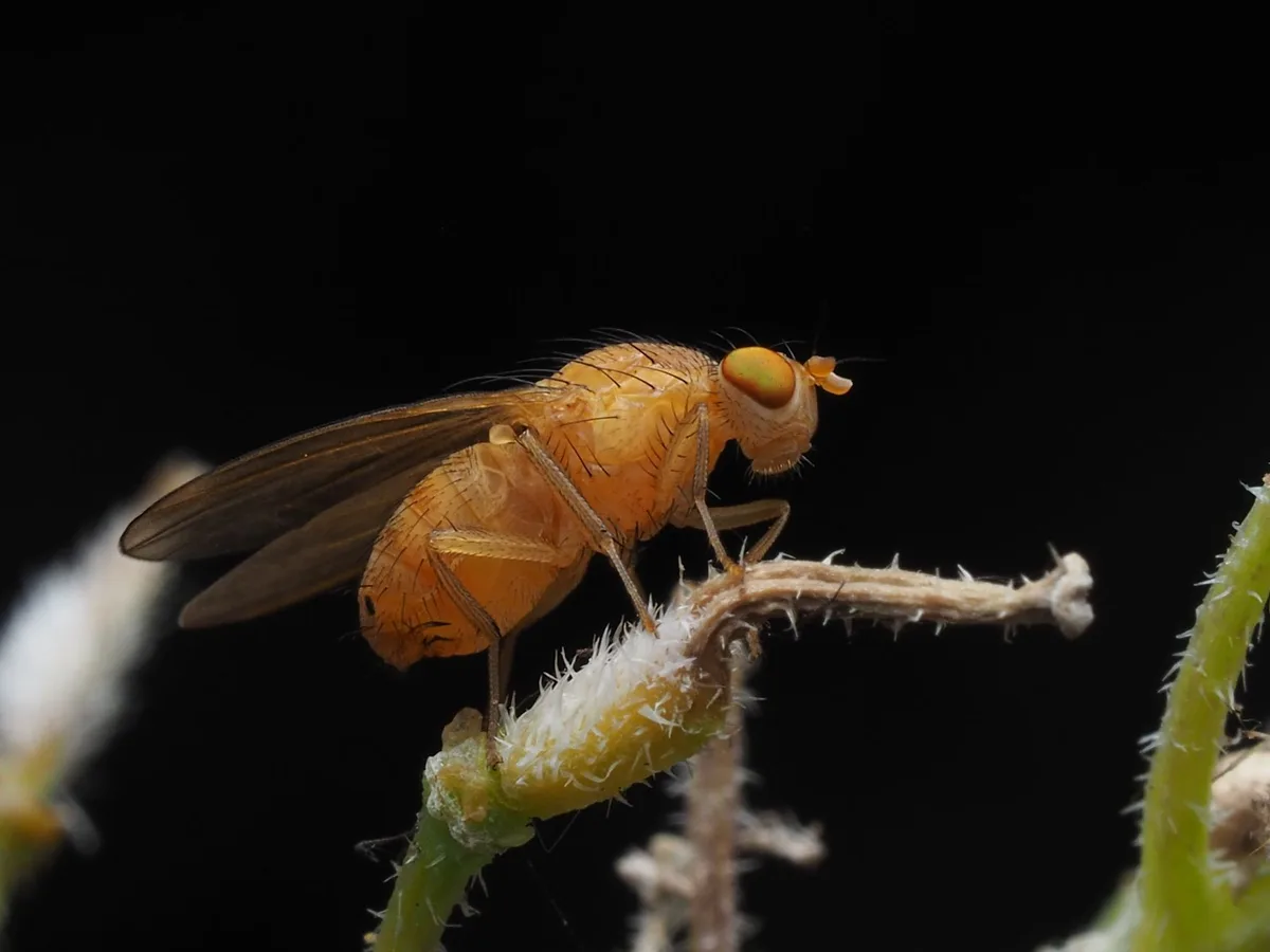 Drosophila melanogaster life cycle stages