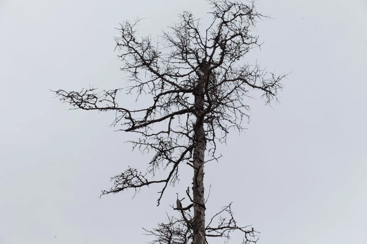 drought stressed tree canopy