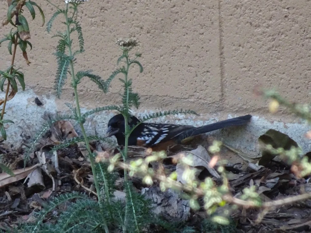 earwig habitat moisture hiding spots