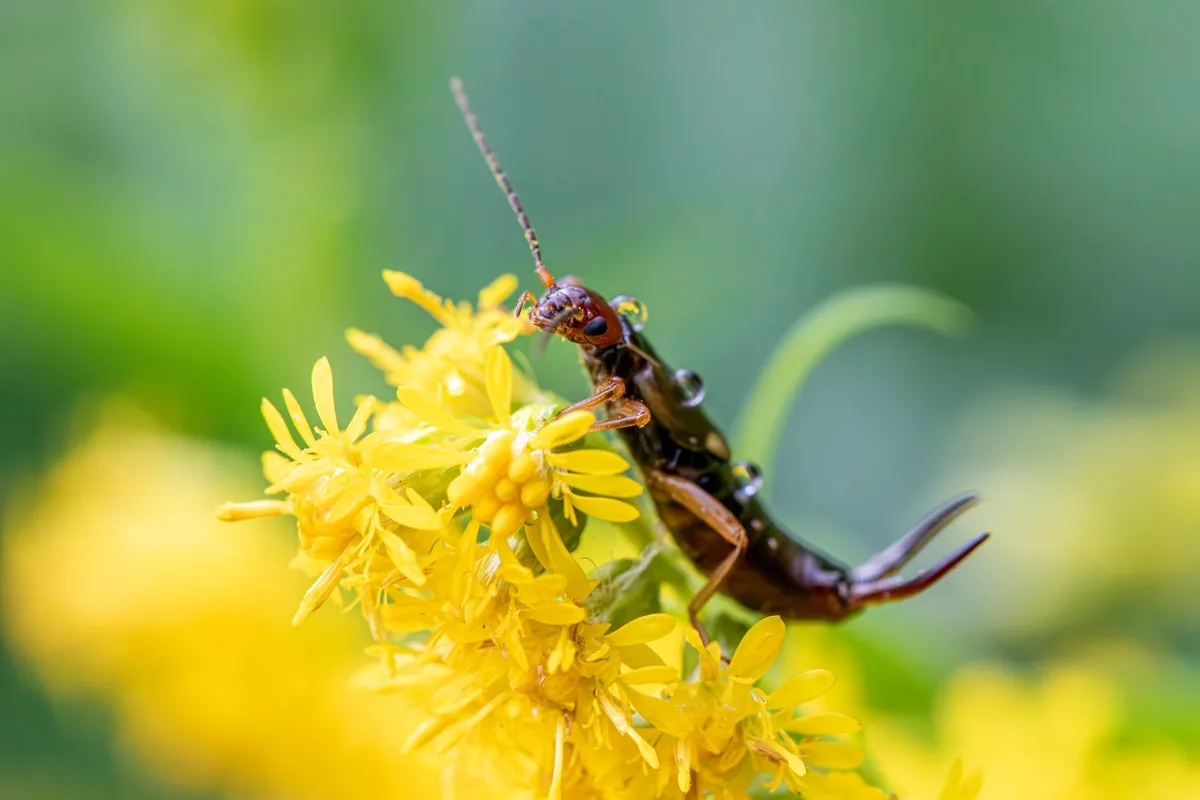 earwig leaf damage