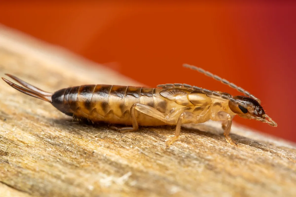 earwig trap newspaper roll