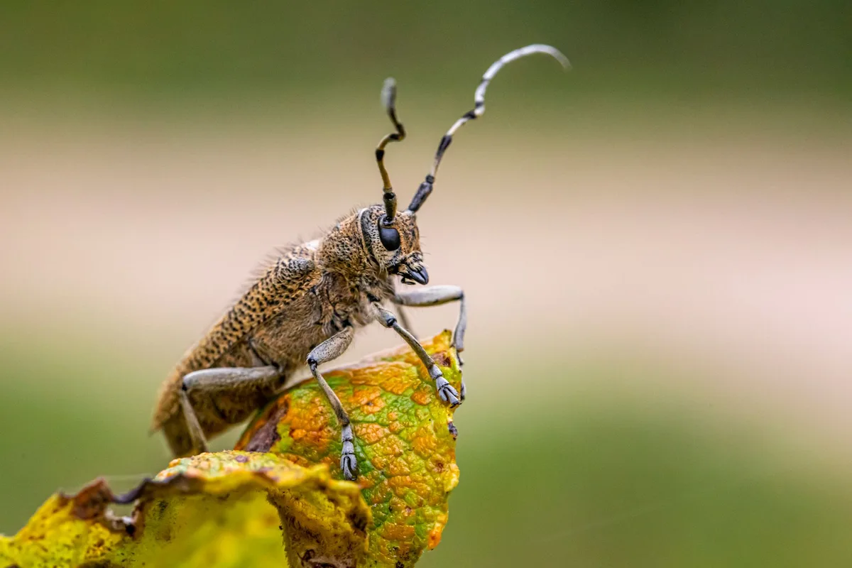 emerald ash borer adult beetle