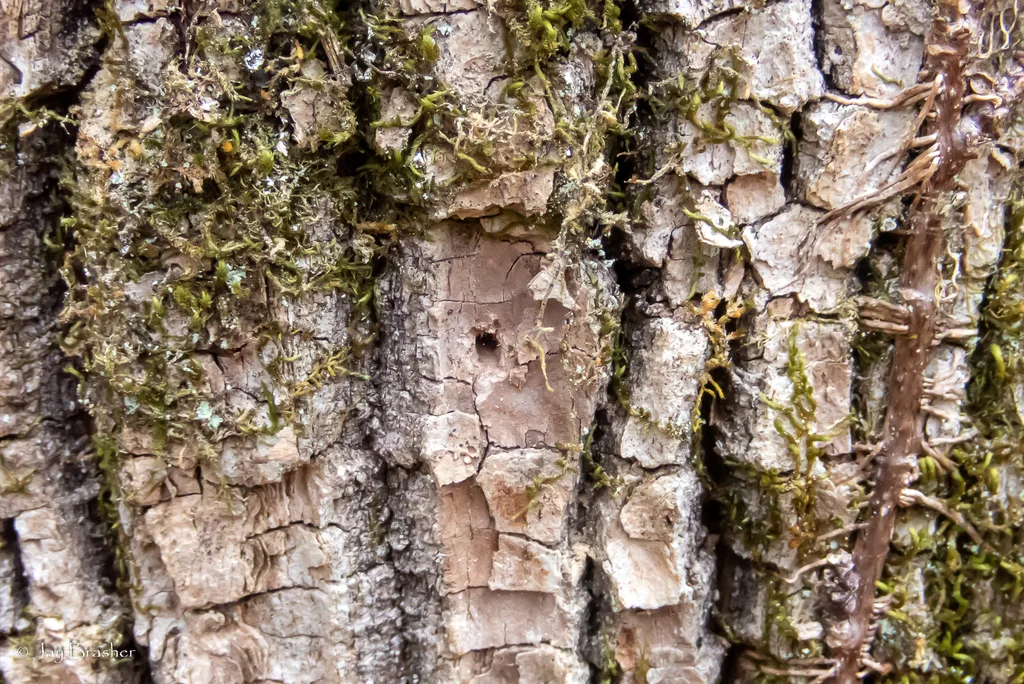 Emerald ash borer D-shaped exit holes