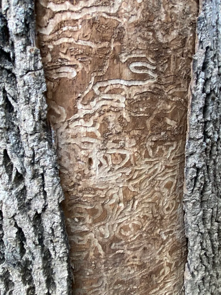 Emerald ash borer exit holes
