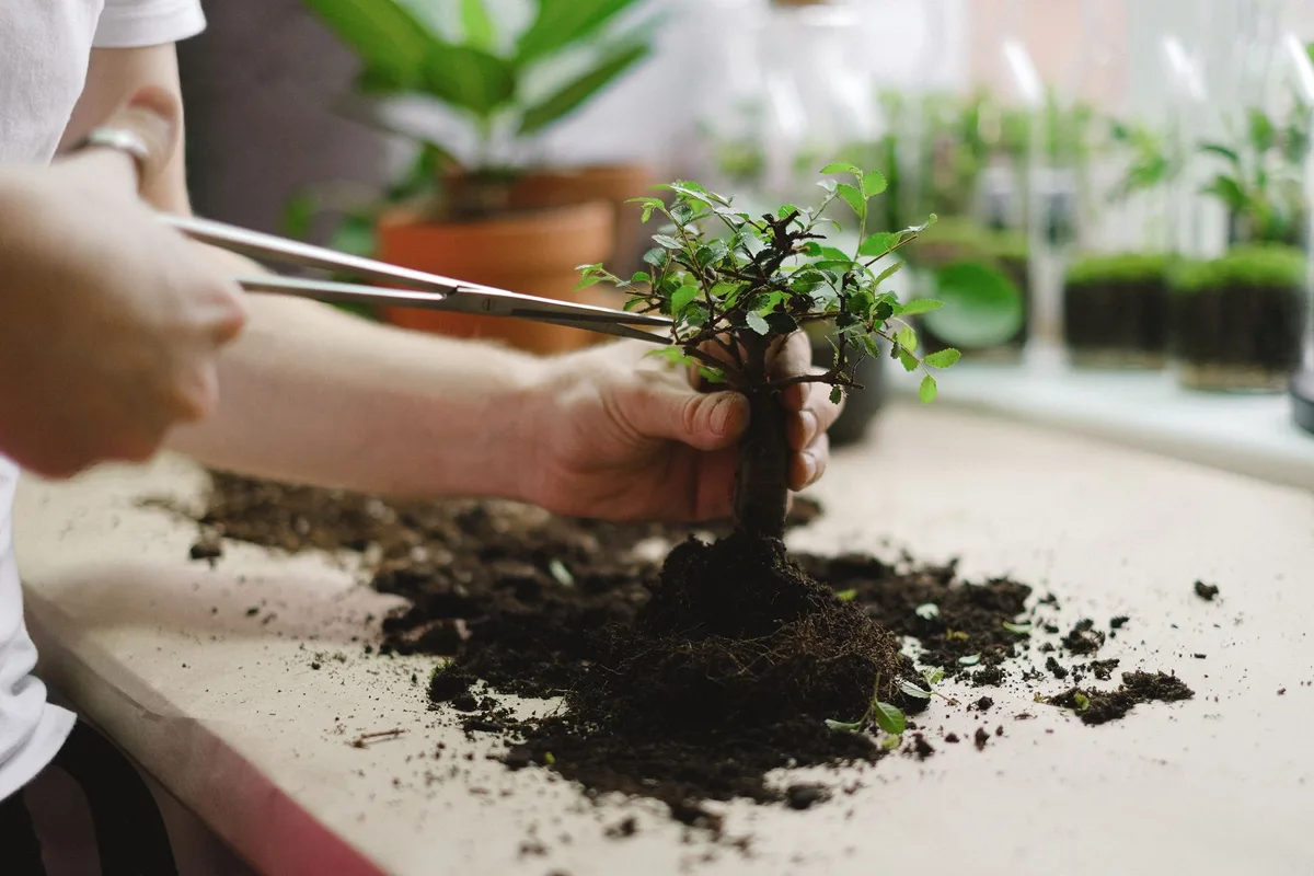emergency repotting