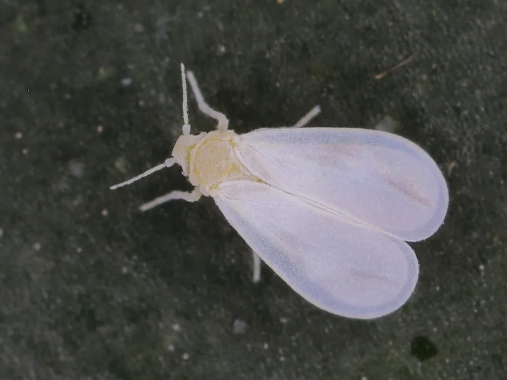 Encarsia formosa parasitoid