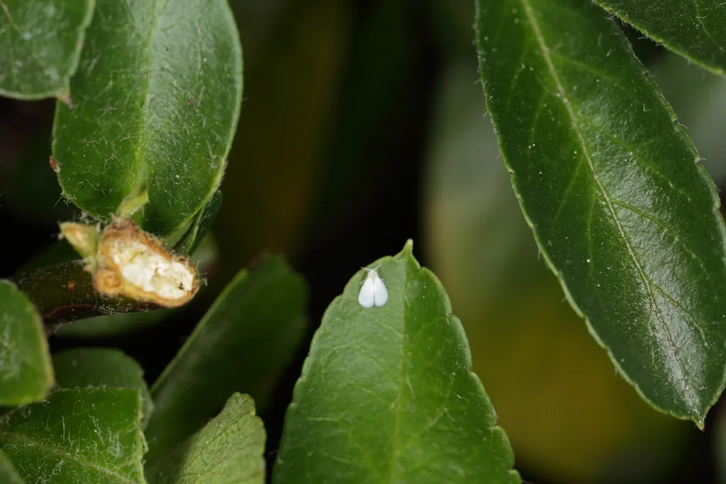 Encarsia formosa parasitoid wasp