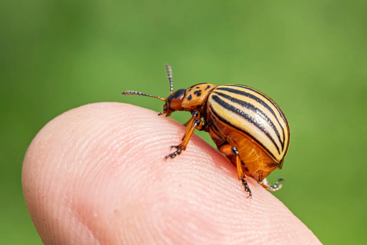 EPA-registered insecticide