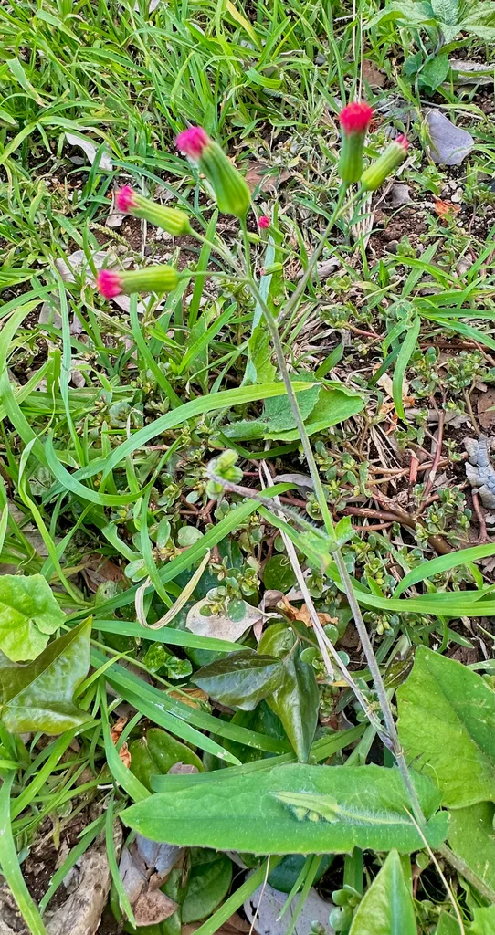 Essential Lawn Care Tools