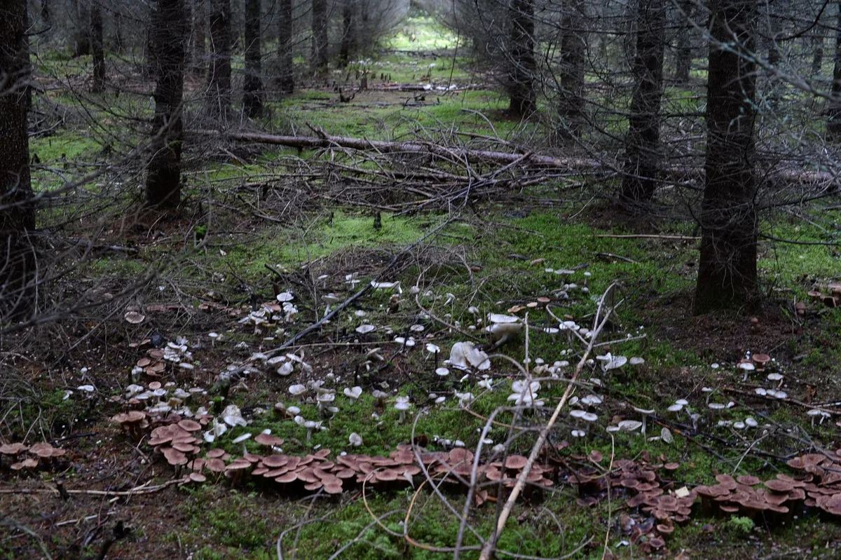 fairy ring grass comparison
