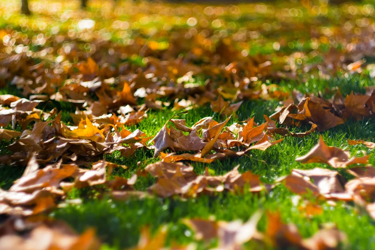 Fall lawn after aeration showing healthy grass