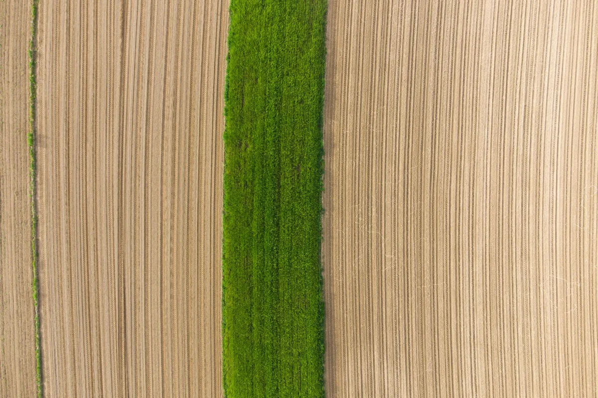 fertilizer burn grass
