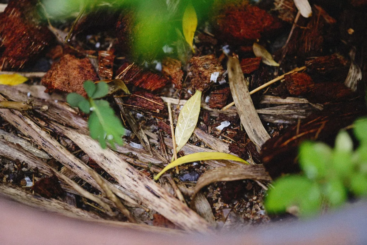 Finished compost close up