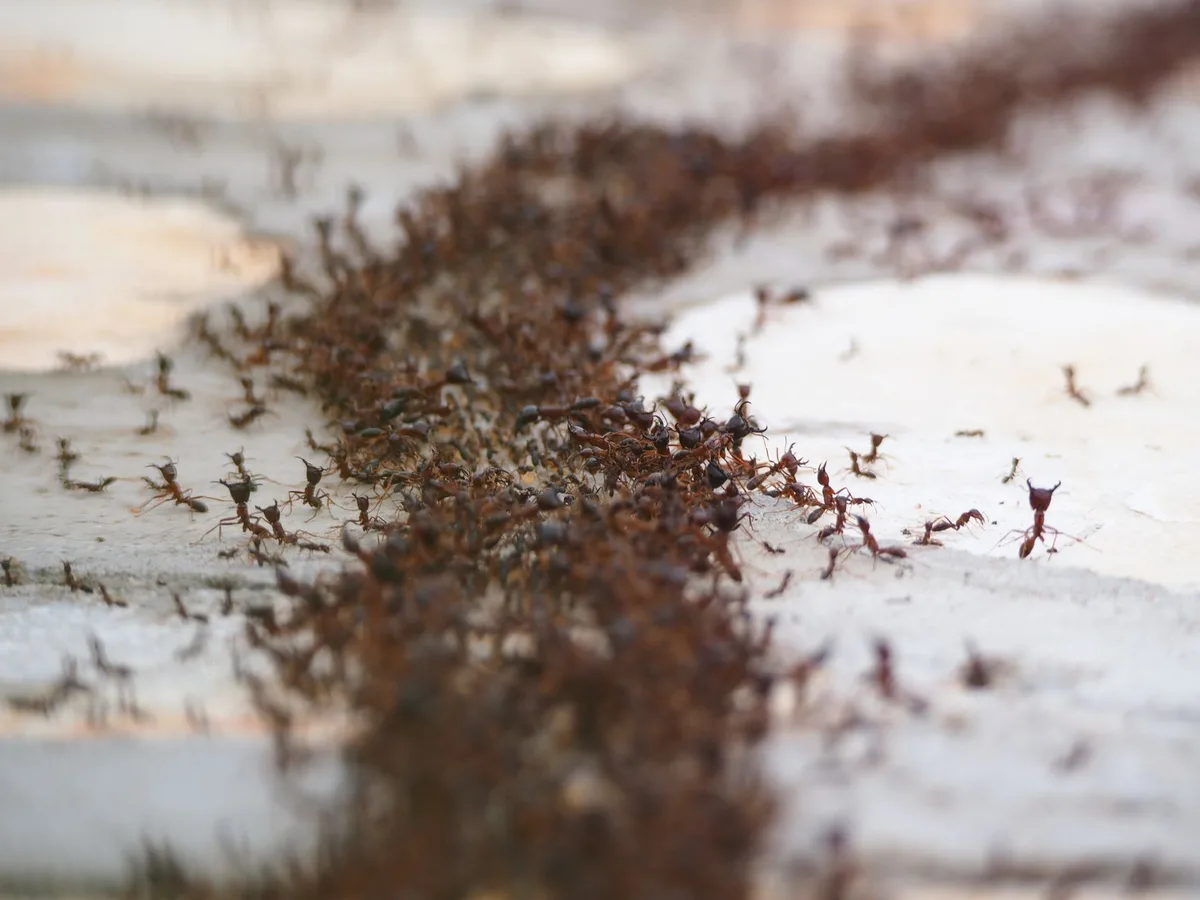 Fire Ant Bait and Drench Products