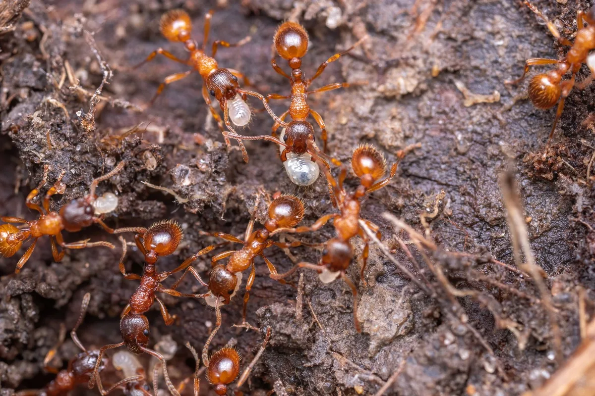 Fire Ant Colony Diagram