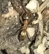fire ant mound