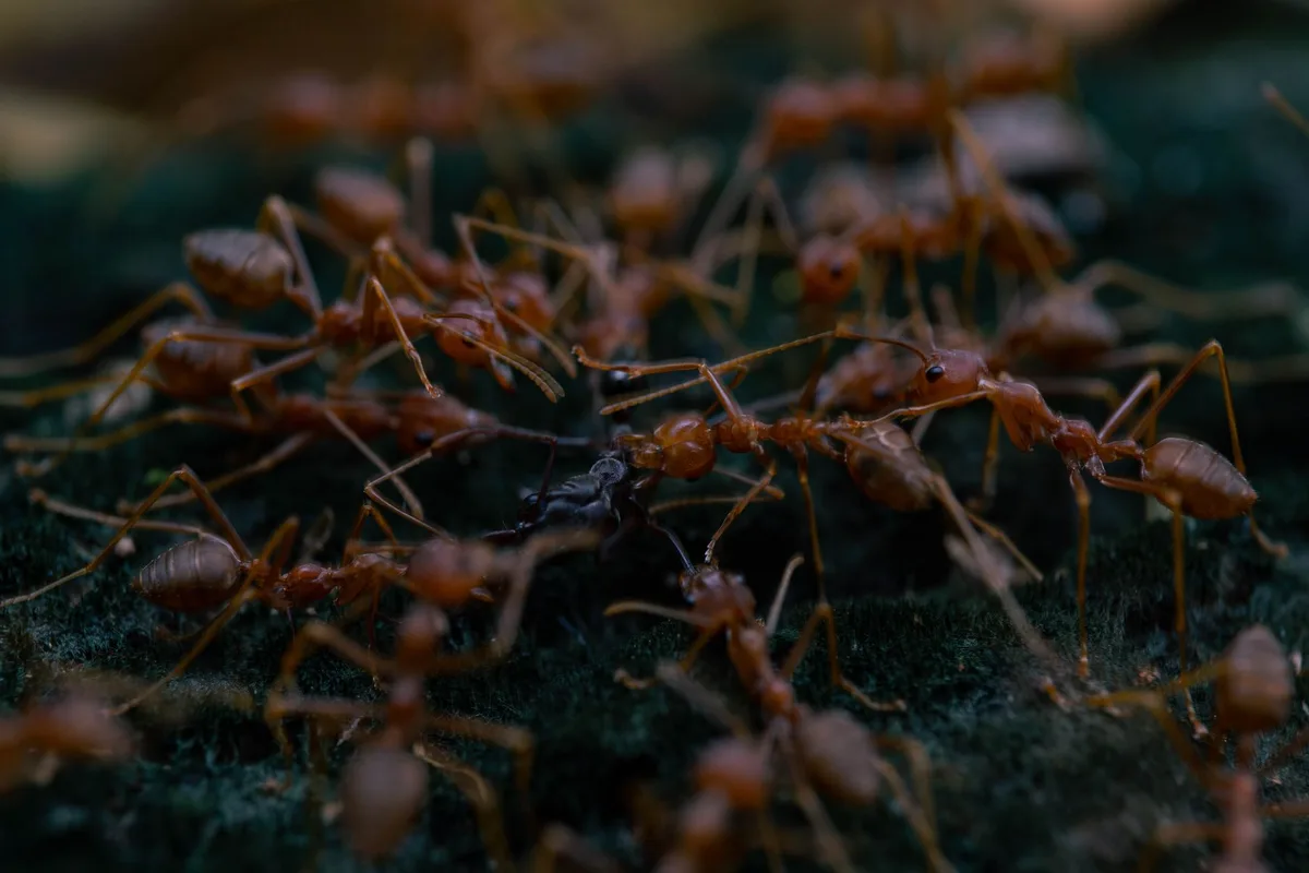 Fire ant risk