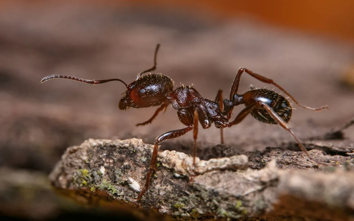 Fire Ant vs Native Ant Identification