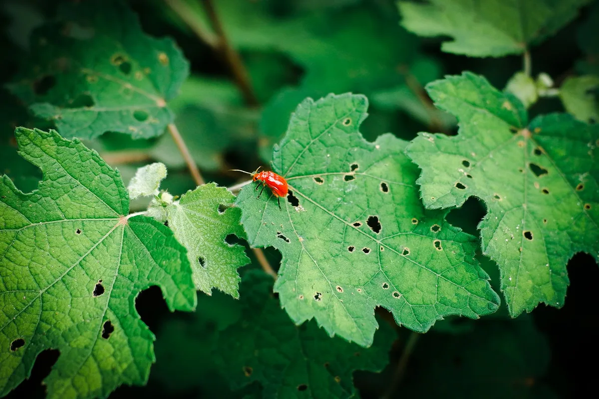 flea beetle damage