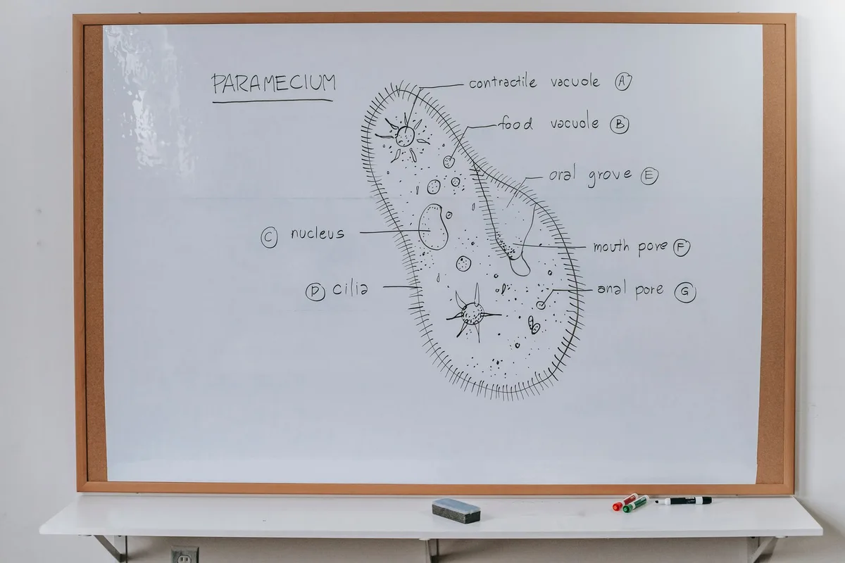 flea lifecycle diagram
