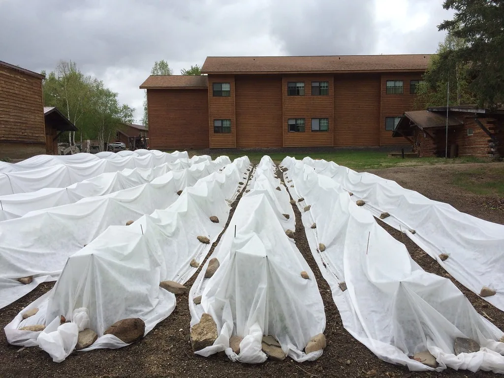 Floating row covers over cucurbit bed