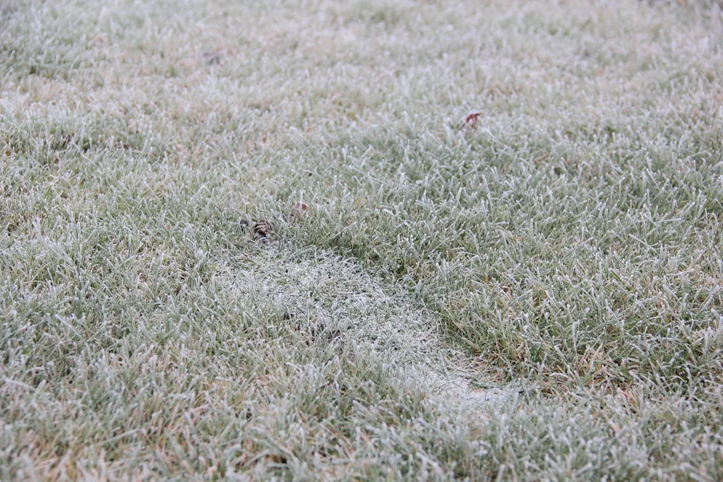 footprint test lawn drought