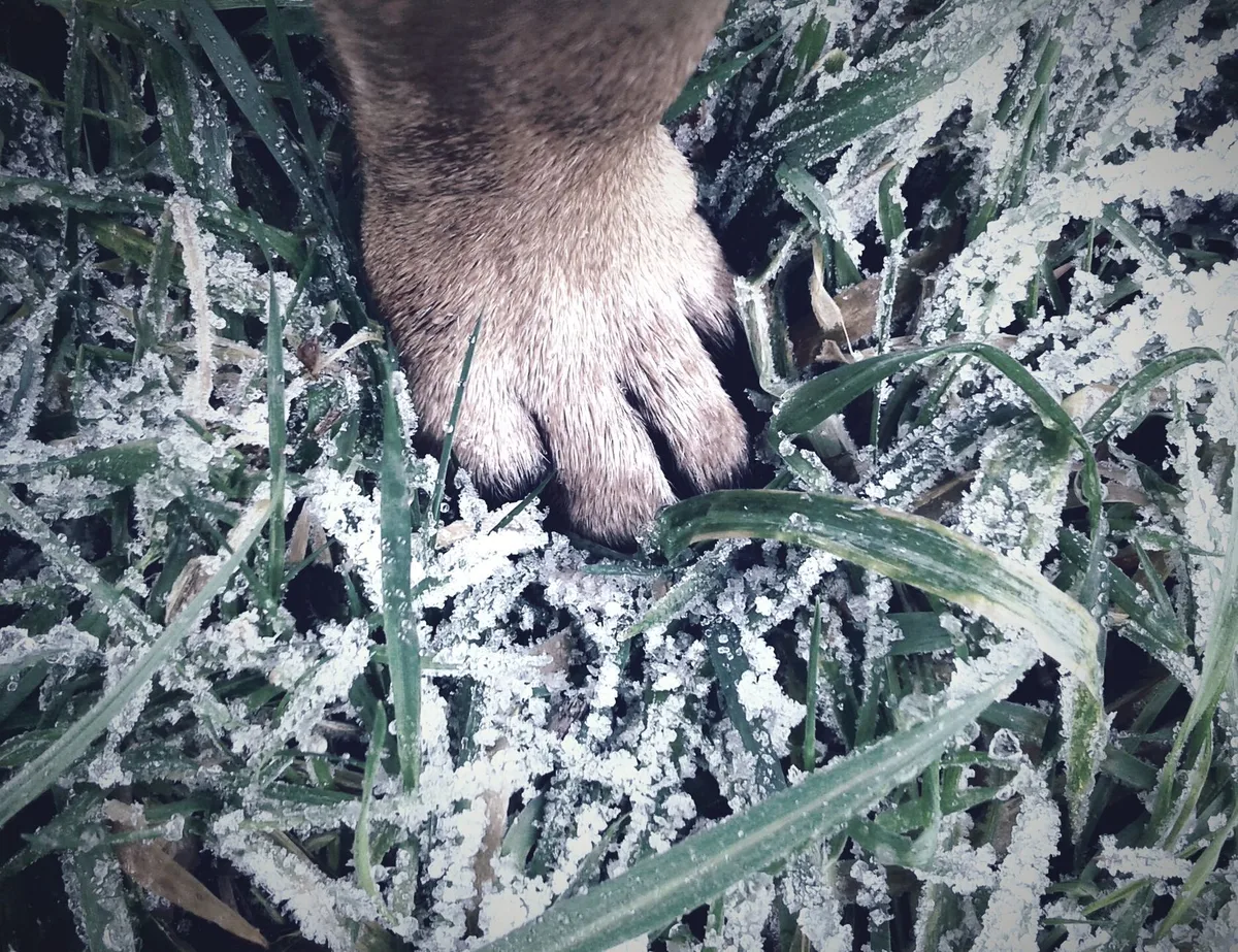 footprints on frozen grass