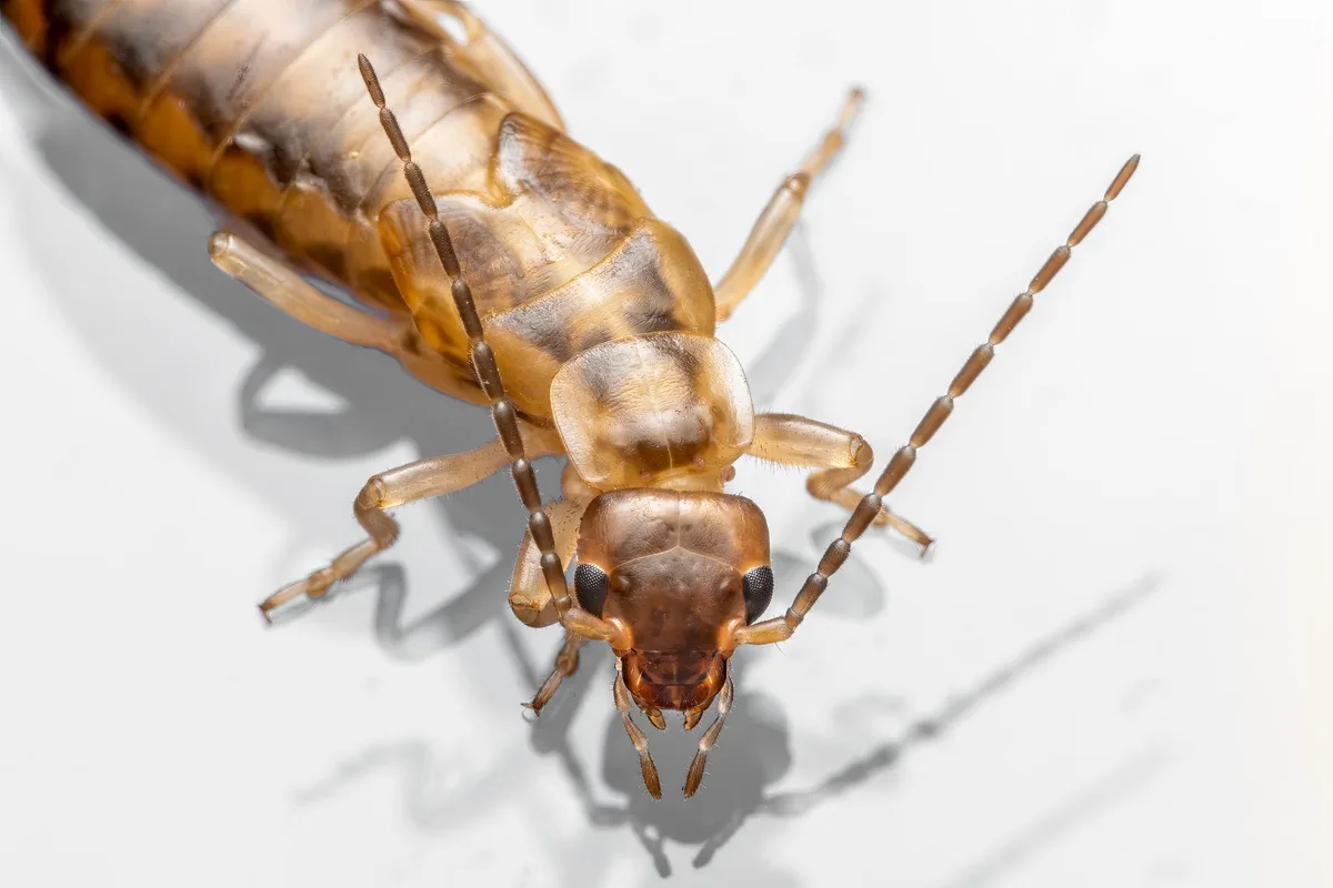 Forficula auricularia