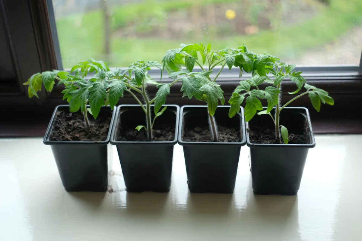 frost damage on seedlings