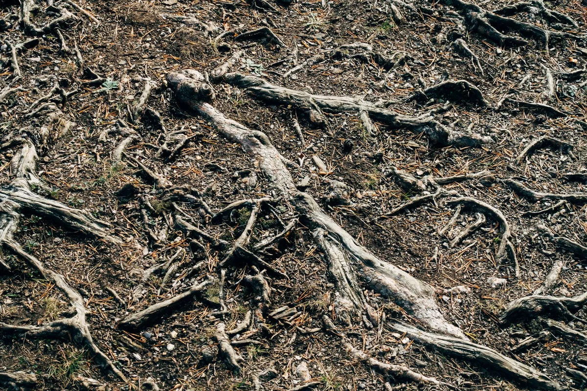 frost heave lawn