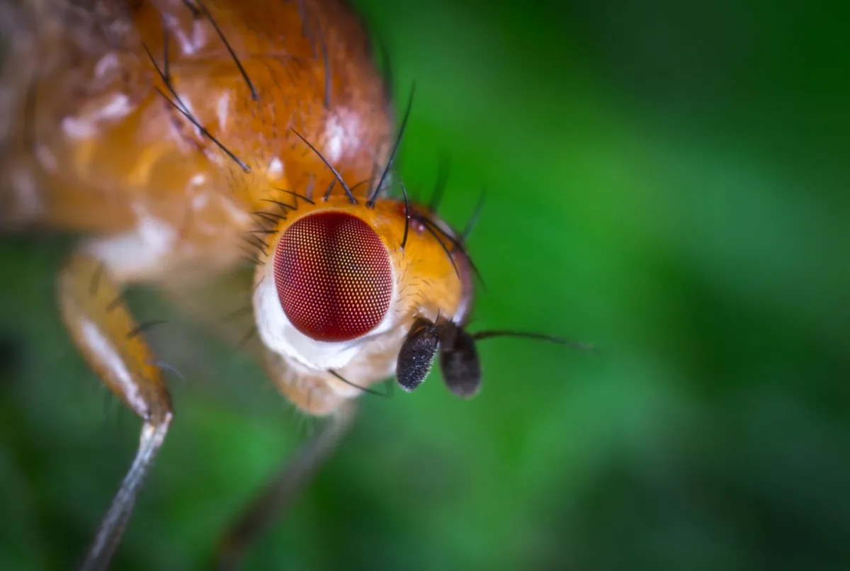 fruit flies drosophila